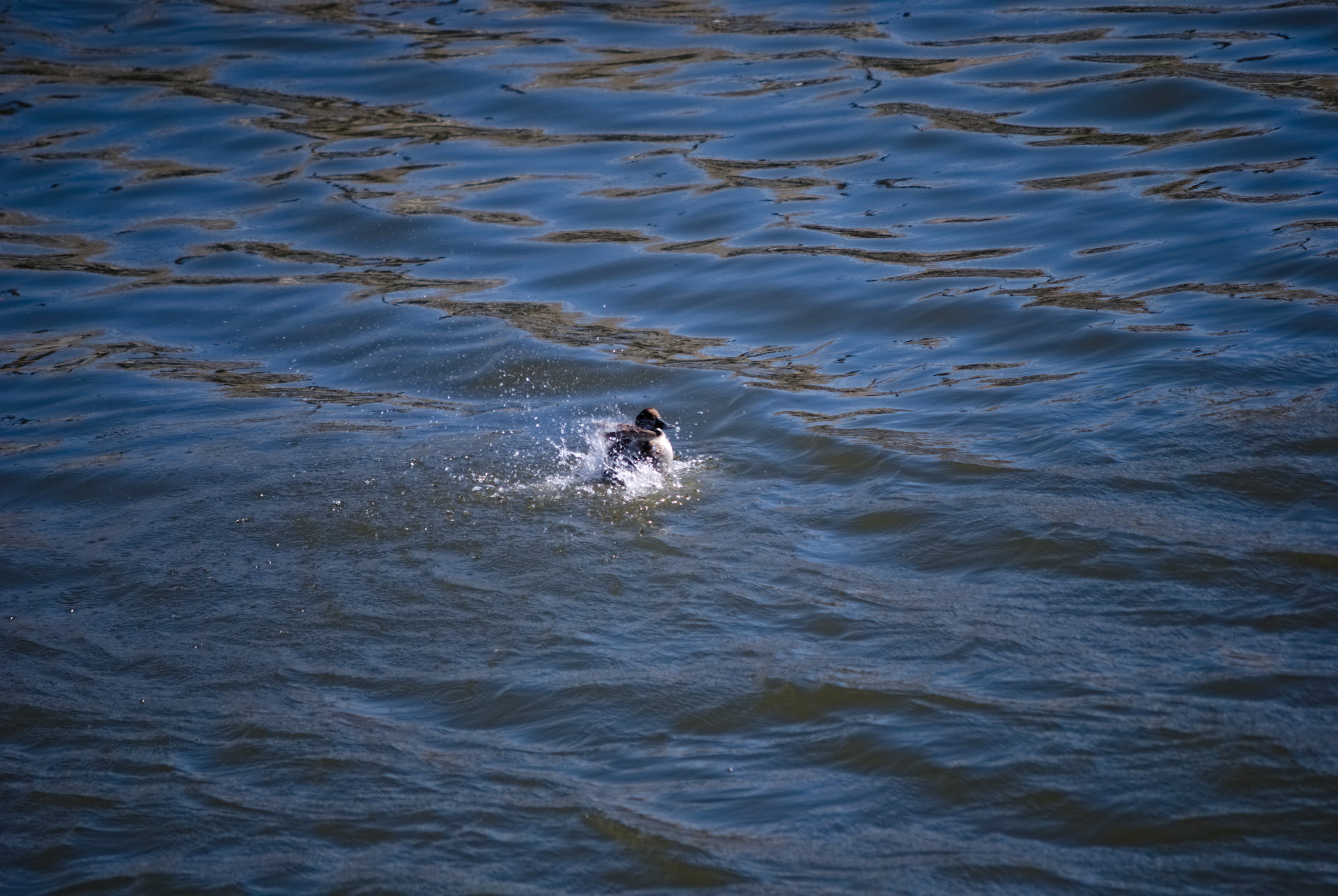 Small splashing bird